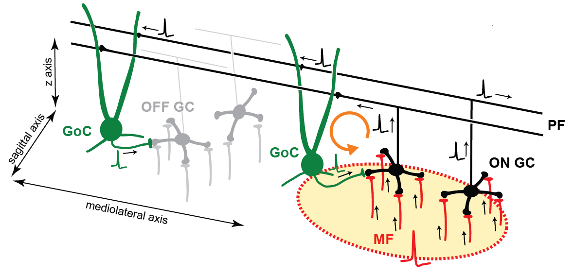 Cerebellar granular layer network